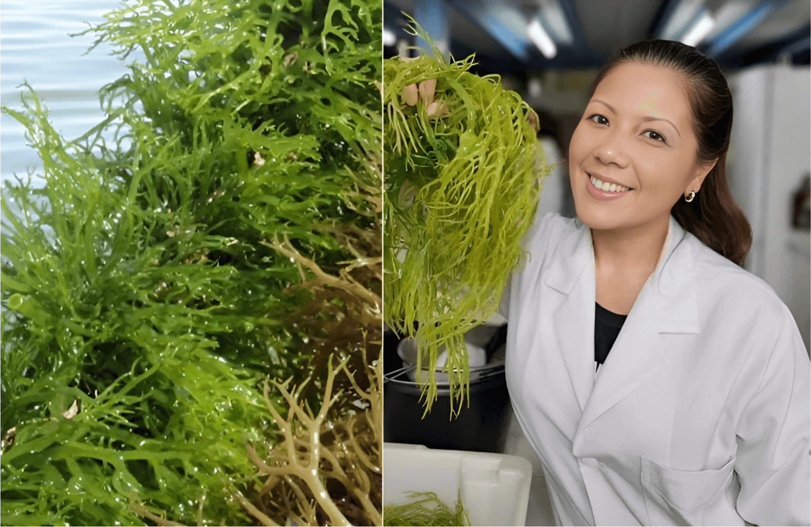 Photo: UK sex therapist Dr Rachel Hughes presents the unique seaweed behind the natural formula.