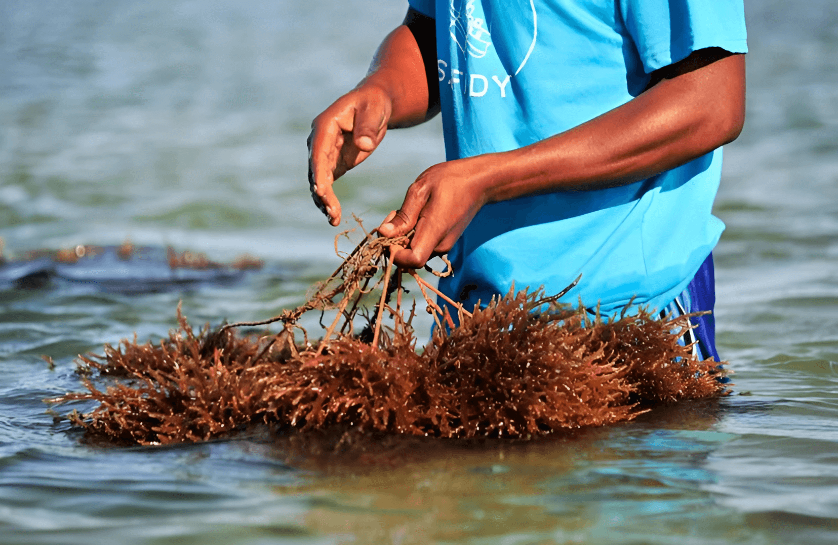 Photo: Seaweed harvested near Devon, UK.